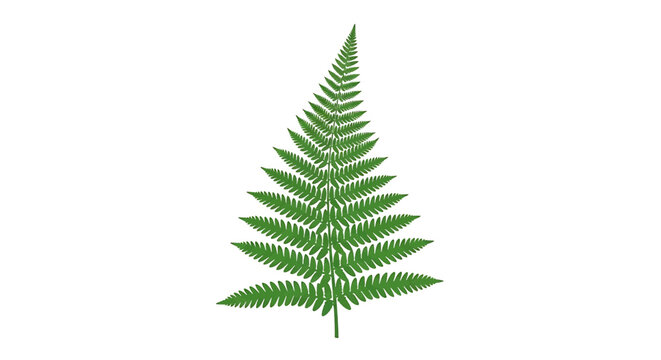 Green fern leaf