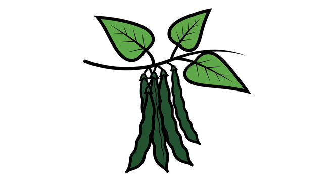 Illustration of a green bean plant with leaves and hanging pods