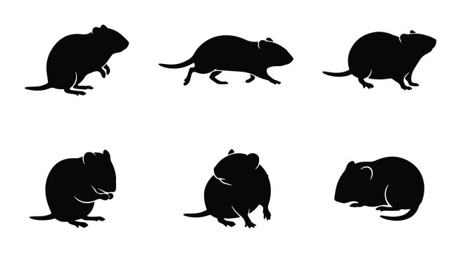 Black and white vector icons set featuring six different poses of rat silhouettes on a transparent background