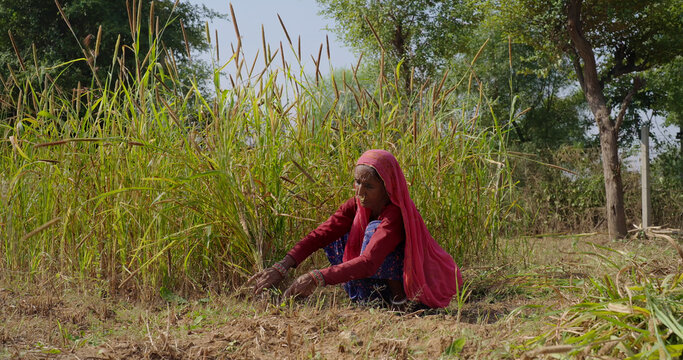 Indian elderly mature lady woman wear saree cover head sitting do farm filed work outdoor rural area. Elder female use hand sickle cutting green tall fodder grass new day time outside village place
