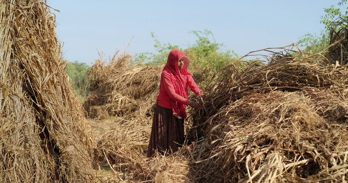 Indian mature adult lady woman wear saree standing do harvest field work rural area. Asian villager female worker collect dry grass stack jowar crop bunch day time ground place
