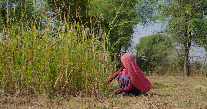 Indian elderly mature lady woman wear saree cover head sitting do farm filed work outdoor rural area. Elder female use hand sickle cutting green tall fodder grass new day time outside village place