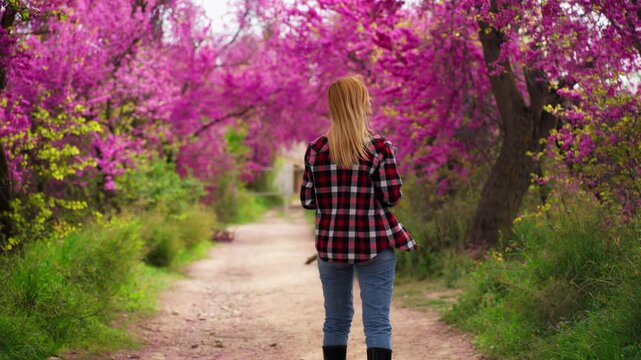 Female farmer inspecting pink flower trees in a rural orchard with a digital tablet, beautiful blossoming path in the countryside, smart farming technology concept