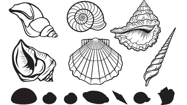 Conch shell and scallop shell line art icons set with swirling engravings and spiral patterns for decorative designs