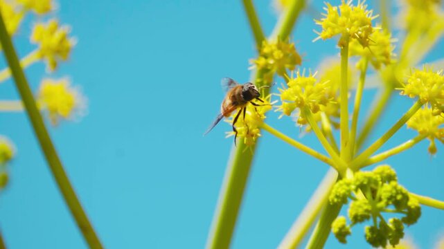 Closeup macro shot of honey bee on a flower of Ferula communis plant during the summer season as seen during the summer season near Gondhla village in Lahaul Valley, Himachal Pradesh, India.