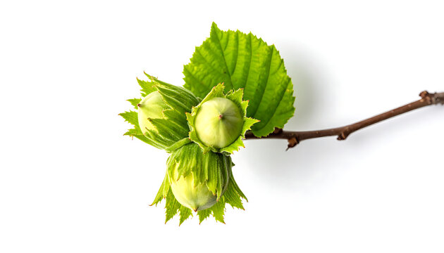 Young green hazelnuts with leaves on a branch, natural spring growth, isolated on white background