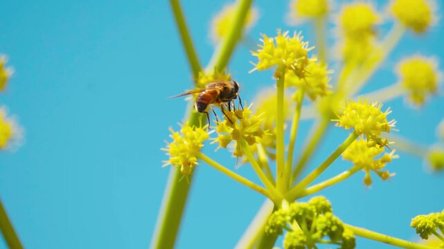 Closeup macro shot of a honey bee sitting on Ferula communis plant during the summer season as seen near Gondhla village in Lahaul and Spiti district, Himachal Pradesh, India. Natural background.