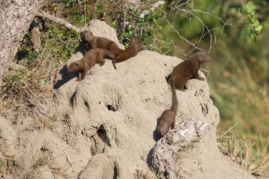 S&uuml;dliche Zwergmanguste auf Termitenh&uuml;gel / Dwarf mongoose at Termit's nest / Helogale parvula