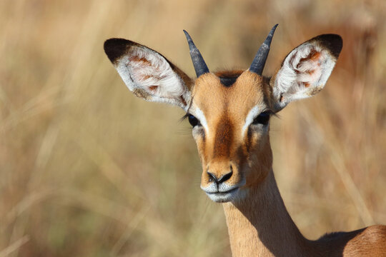 Schwarzfersenantilope / Impala / Aepyceros melampus