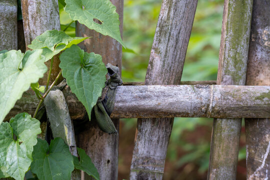  Green Vine Leaves on a Bamboo Fence Tied with Cloth 