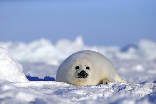 Harp Seal or Saddleback Seal (Pagophilus groenlandicus, Phoca groenlandica), pup on pack ice, Magdalen Islands, Gulf of Saint Lawrence, Quebec, Canada