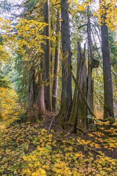 Forest with Western Red Cedar (Thuja gigantea), Grove of the Patriarchs Trail, Mount Rainier National Park, Washington, USA