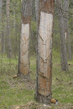Pitch trees, Hernstein, Triestingtal valley, Lower Austria, Austria, Europe