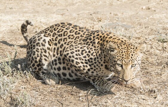 Leopard (Panthera pardus), Khomas, Namibia