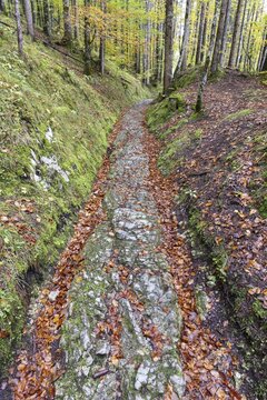 Celtic road, Roman road, Rottweg, historic track road near Klais, Werdenfelser Land, Upper Bavaria, Bavaria, Germany