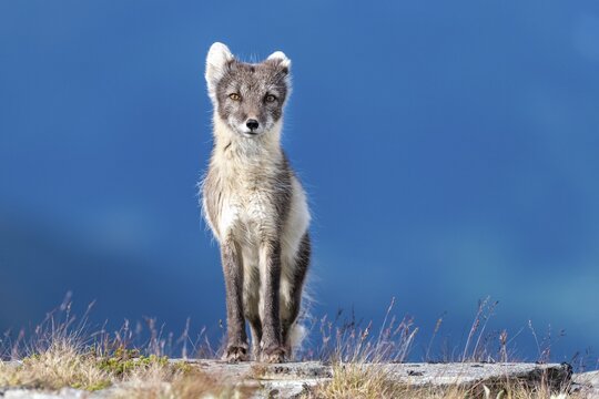 Arctic fox (Vulpes lagopus), Dovrefjell-Sunndalsfjella National Park, Norway