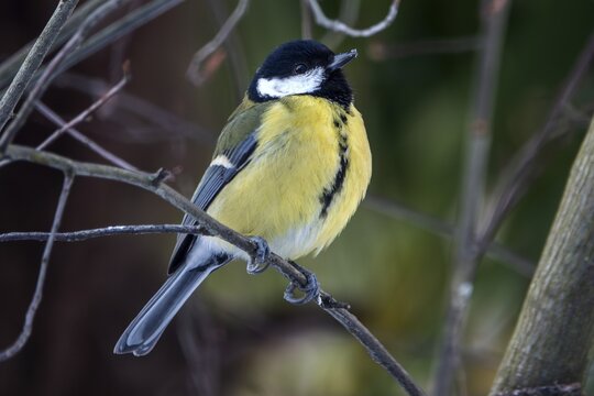 Great tit (Parus major), sitting on a branch, Baden-W&uuml;rttemberg, Germany