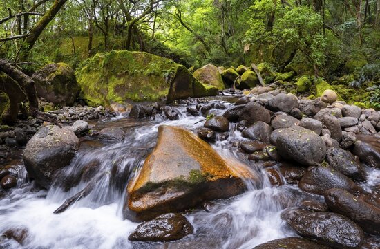 Mhlwazini River flows through thick forest, original mountain forest, Rainbow Gorge, Ukhahlamba-Drakensberg Park, KwaZulu-Natal, Drakensberg Mountains, South Africa