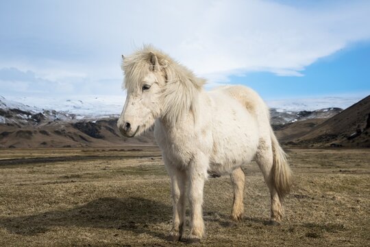 White Icelandic horse (Equus islandicus) in front of snow covered mountains, South Iceland, Iceland