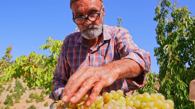 A farmer trims and arranges white grape bunches into a crate outdoors, showing harvest preparation, traditional grape handling, local production, and authentic Anatolian vineyard work in summer light.
