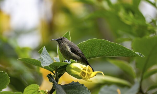 Olive-bellied Sunbird (Cinnyris chloropygius), female sitting on a yellow flower, Mgahinga Gorilla National Park, Western Region, Uganda