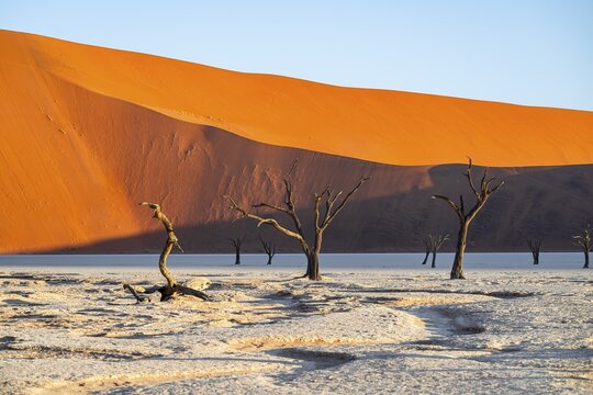 Dead camel thorn trees (Vachellia erioloba), red sand dunes, white salt pan, Dead Vlei, Sossusvlei, Namib Desert, Namib-Naukluft Park, Namibia