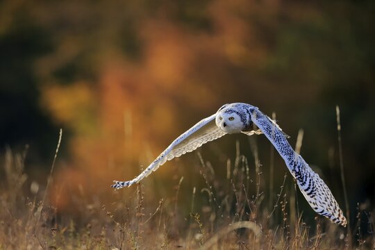Snowy owl (Nyctea scandiaca), adult, flies over meadow, Slovakia