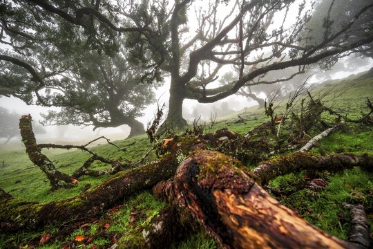 Laurel trees overgrown with moss and plants in the mist, Old laurel forest, stinkwood (Ocotea foetens), Laurisilva, UNESCO World Heritage Site, Fanal, Madeira, Portugal