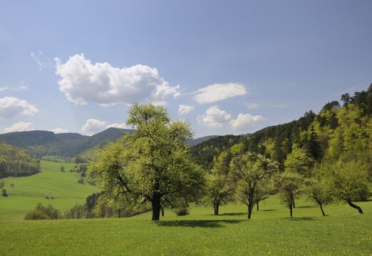 View from Amoed Hof farm, Furth, Triestingtal valley, Lower Austria, Europe