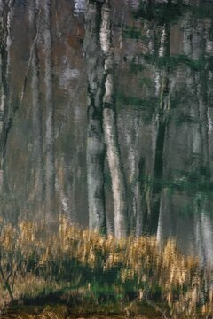 Water reflection, trees reflected in Taisho Pond, Kamikochi, Matsumoto, Nagano, Japan