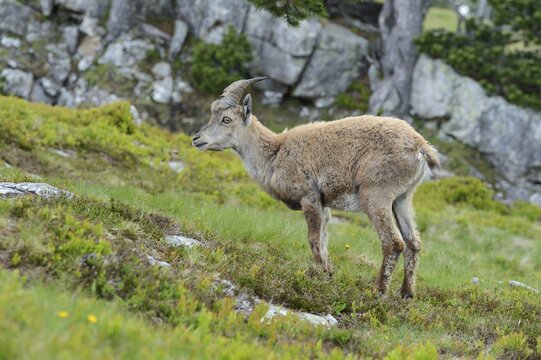 Young Alpine Ibex (Capra ibex), Bernese Oberland, Canton of Bern, Switzerland