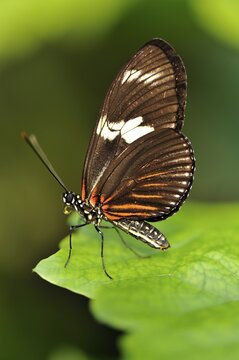 Passion butterfly (Heliconius sp.)
