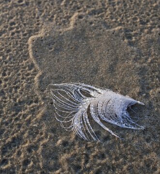 Gull feather with dew drops at the beach, Hirtshals, Denmark, Europe