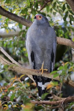 Cave Harrier, (Polyboroides radiatus typus), adult, on tree, alert, Cape Town, Western Cape, South Africa