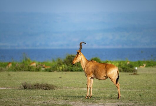 Lelwel hartebeest (Alcelaphus lelwel), on the shores of Lake Albert, Murchison Falls National Park, Uganda