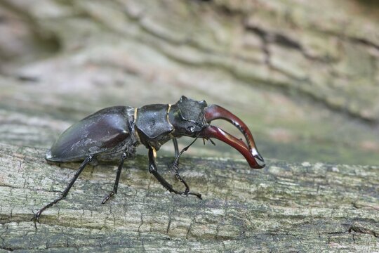 Stag beetle (Lucanus cervus) on a tree trunk, Emsland, Lower Saxony, Germany