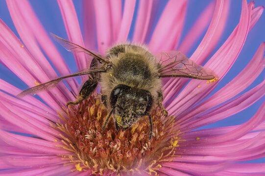 Honey bee (Apis mellifera) on Asterflower (Aster), Berndorf, Lower Austria, Austria