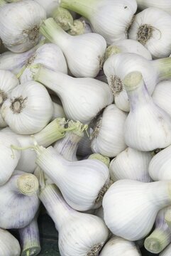 Garlic Bulbs (Allium sativum)