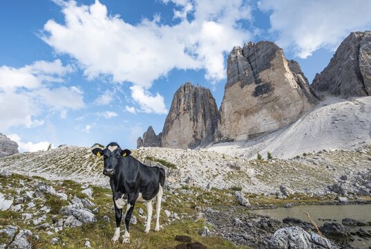 Cow with heart-shaped fur pattern on her forehead on the alpine pasture, north faces of the Three Peaks of Lavaredo, Sexten Dolomites, South Tyrol, Trentino-South Tyrol, Alto-Adige, Italy