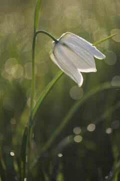 Snake's head fritillary (Fritillaria meleagris), Lower Saxony, Germany