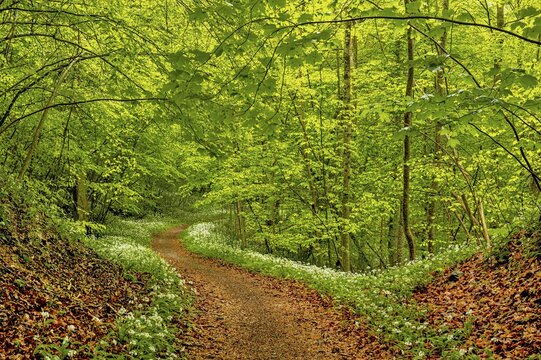 Hiking trail through Common beeches forest (Fagus sylvatica), with flowering Ramsons (Allium ursinum), Sihlwald Wilderness Park, Canton Zurich, Switzerland