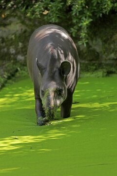 Lowland tapir (Tapirus terrestris), adult, foraging, in water, captive