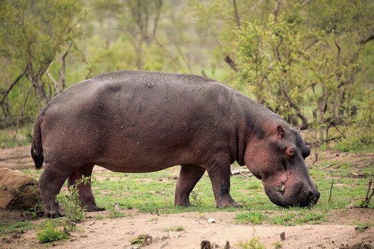 Hippo (Hippopotamus amphibius), adult, eats fresh grass, foraging, Sabi Sand Game Reserve, Kruger National Park, South Africa