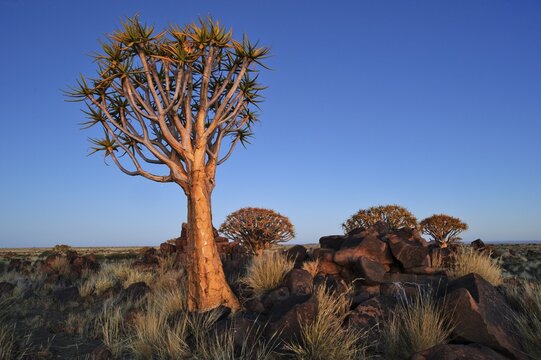 Quiver Tree (Aloe dichotoma) after sunset in the Quiver Tree forest at the Garas Camp, near Keetmanshoop, Namibia, Africa