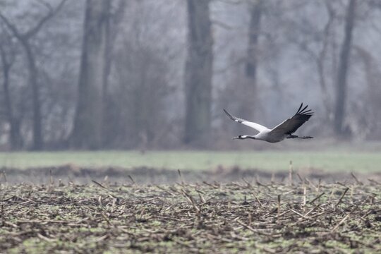 Cranes (Grus grus), flying, Fischerhuder W&uuml;mmeniederung, Lower Saxony, Germany