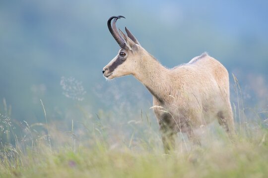 Chamois (Rupicapra rupicapra), Vosges, Alsace-Lorraine, France