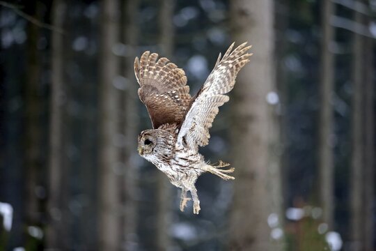 Tawny owl (Strix aluco), adult flying in winter, Zdarske Vrchy, Bohemian-Moravian Highlands, Czech Republic