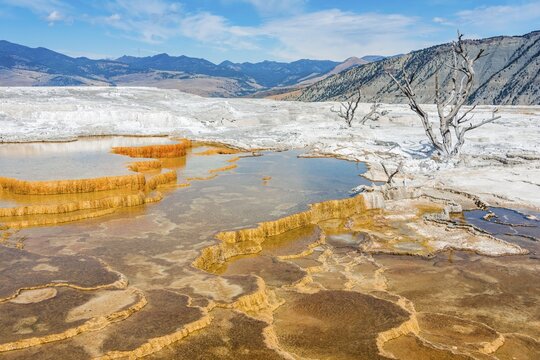 Dead trees on sinter terraces, hot springs, orange mineral deposits, Palette Springs, Upper Terraces, Mammoth Hot Springs, Yellowstone National Park, Wyoming, USA