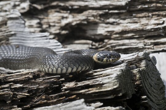Grass snake (Natrix natrix), Emsland, Lower Saxony, Germany