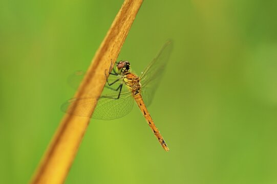 Spotted Darter (Sympetrum depressiusculum)